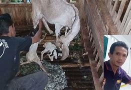 Kambing Melahirkan Kembar Normal Atau Tidak